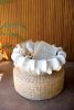 ORGANIC WHITE CERAMIC COMPOTE